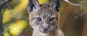 Preview wallpaper lynx, wildlife, predator, big cat, blur