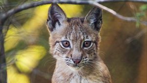 Preview wallpaper lynx, wildlife, predator, big cat, blur