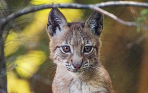 Preview wallpaper lynx, wildlife, predator, big cat, blur