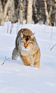 Preview wallpaper lynx, winter, snow, wood, birch