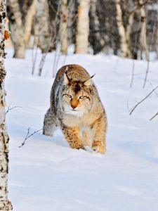 Preview wallpaper lynx, winter, snow, wood, birch