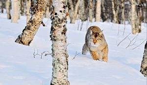 Preview wallpaper lynx, winter, snow, wood, birch