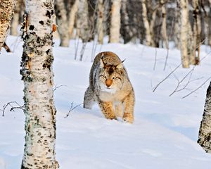 Preview wallpaper lynx, winter, snow, wood, birch