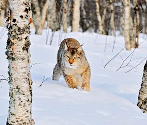 Preview wallpaper lynx, winter, snow, wood, birch