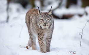 Preview wallpaper lynx, wolf, cat, snow, winter