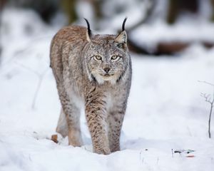 Preview wallpaper lynx, wolf, cat, snow, winter