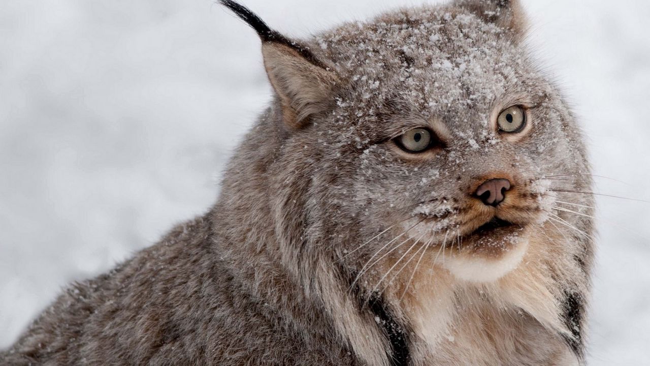 Wallpaper lynx, wolf, snow, view