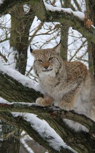 Preview wallpaper lynx, wood, snow, branches