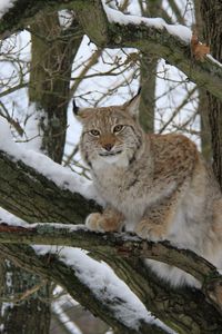 Preview wallpaper lynx, wood, snow, branches