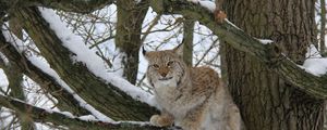 Preview wallpaper lynx, wood, snow, branches