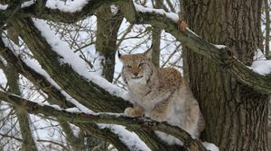 Preview wallpaper lynx, wood, snow, branches