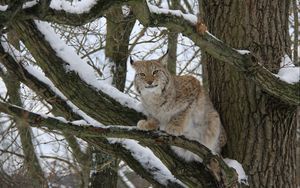 Preview wallpaper lynx, wood, snow, branches