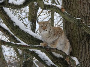 Preview wallpaper lynx, wood, snow, branches