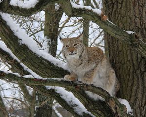 Preview wallpaper lynx, wood, snow, branches