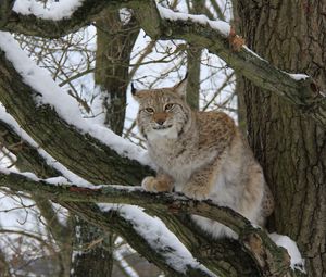 Preview wallpaper lynx, wood, snow, branches