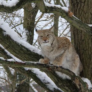 Preview wallpaper lynx, wood, snow, branches