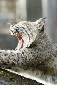 Preview wallpaper lynx, yawning, mouth, tree