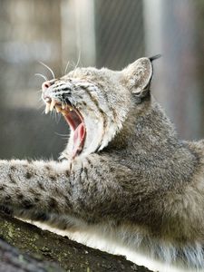 Preview wallpaper lynx, yawning, mouth, tree