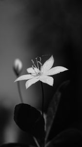 Preview wallpaper lysimachia, flower, petals, black and white