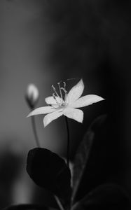 Preview wallpaper lysimachia, flower, petals, black and white