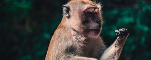 Preview wallpaper macaque, monkey, animal