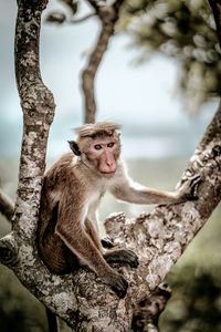 Preview wallpaper macaque, monkey, animal, tree