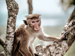 Preview wallpaper macaque, monkey, animal, tree