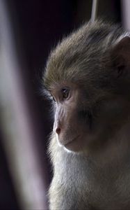 Preview wallpaper macaque, monkey, animal, cute