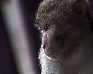 Preview wallpaper macaque, monkey, animal, cute