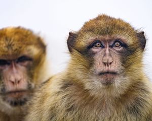 Preview wallpaper macaque, monkey, glance