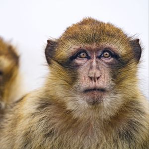 Preview wallpaper macaque, monkey, glance