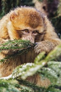 Preview wallpaper macaque, monkey, needles, branch