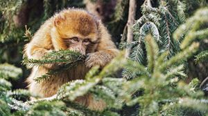 Preview wallpaper macaque, monkey, needles, branch