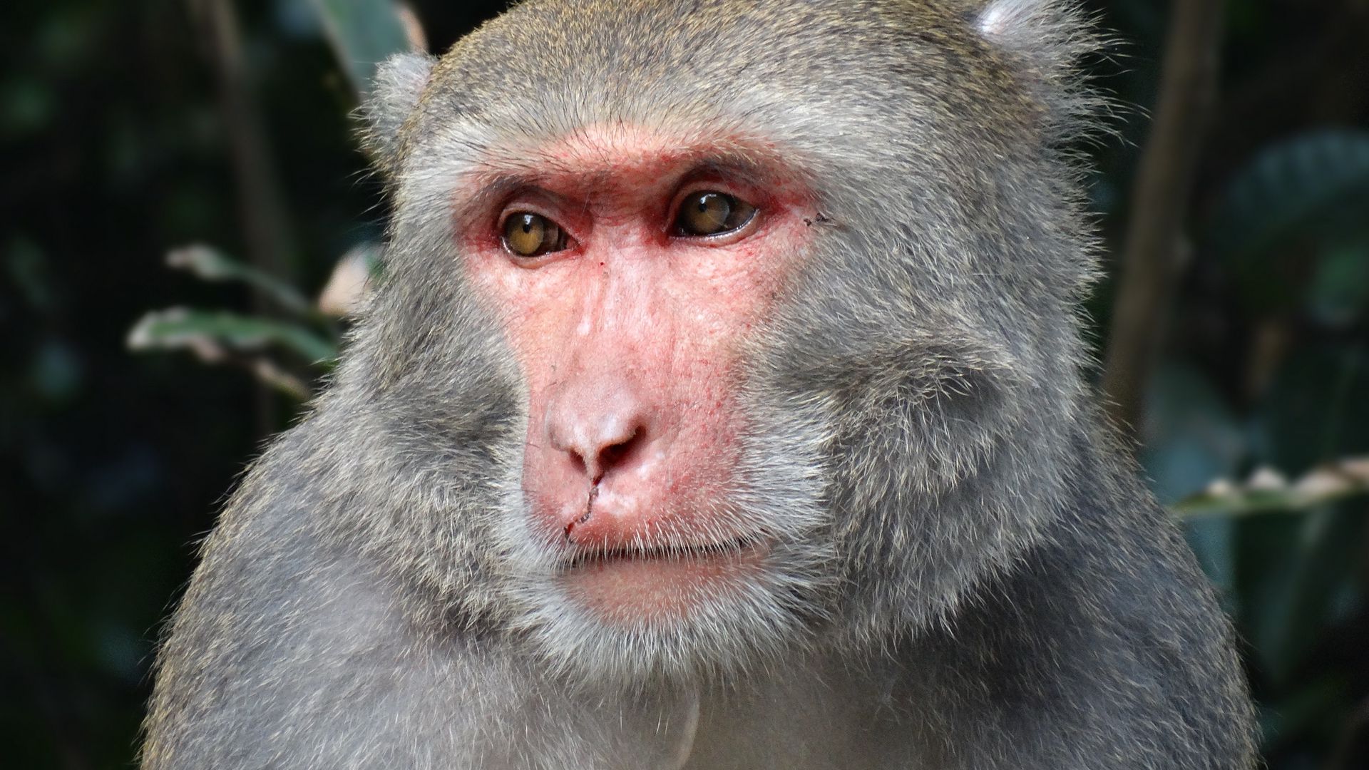 Download wallpaper 1920x1080 macaque, taiwan, muzzle, eyes full hd ...