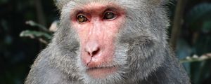 Preview wallpaper macaque, taiwan, muzzle, eyes