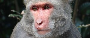 Preview wallpaper macaque, taiwan, muzzle, eyes