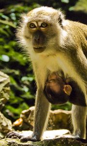 Preview wallpaper macaques, couple, baby, care