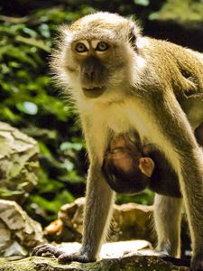 Preview wallpaper macaques, couple, baby, care