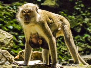 Preview wallpaper macaques, couple, baby, care