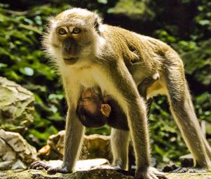 Preview wallpaper macaques, couple, baby, care