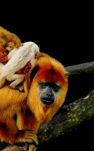 Preview wallpaper macaques, family, cub, trees, crawl