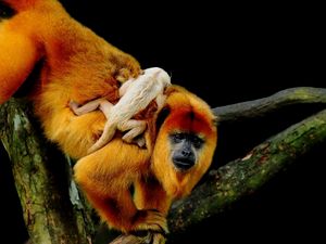 Preview wallpaper macaques, family, cub, trees, crawl