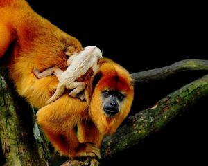 Preview wallpaper macaques, family, cub, trees, crawl