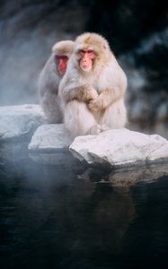 Preview wallpaper macaques, monkeys, fog, stones