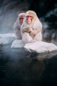 Preview wallpaper macaques, monkeys, fog, stones