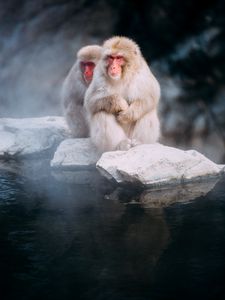 Preview wallpaper macaques, monkeys, fog, stones