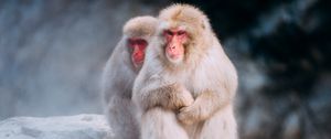 Preview wallpaper macaques, monkeys, fog, stones