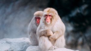 Preview wallpaper macaques, monkeys, fog, stones