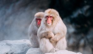Preview wallpaper macaques, monkeys, fog, stones