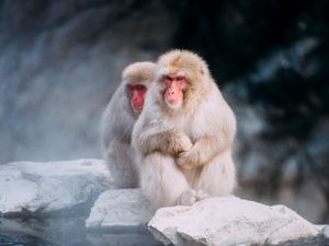Preview wallpaper macaques, monkeys, fog, stones